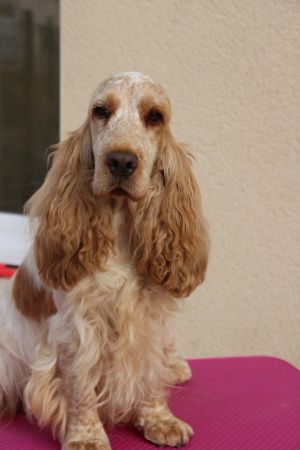 Publication : Du domaine des clayeux Auteur : alice Anton