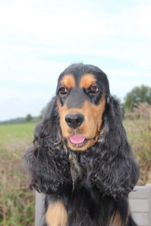 Publication : Du domaine des clayeux Auteur : Alice ANTON