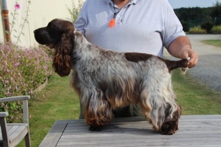 Publication : Du domaine des clayeux Auteur : Alice ANTON