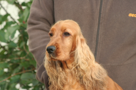 Publication : Du domaine des clayeux Auteur : Alice ANTON