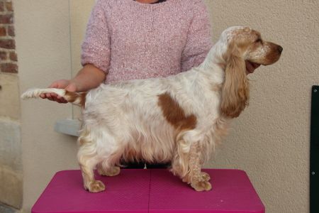 Publication : Du domaine des clayeux Auteur : alice Anton