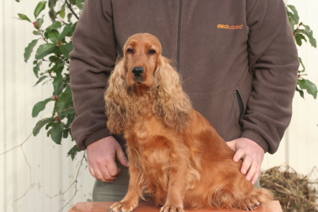 Publication : Du domaine des clayeux Auteur : Alice ANTON