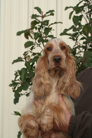 Publication : Du domaine des clayeux Auteur : Alice ANTON