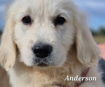Les chiots de Golden Retriever