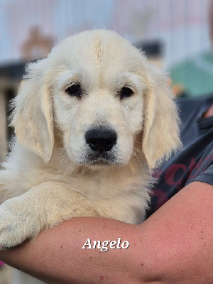 Les chiots de Golden Retriever