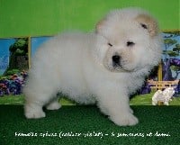 Caranusca - Chow Chow - Portée née le 04/10/2018