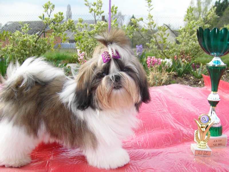 Fidji play-boy du domaine des Varennes - 1er TRES PROMETTEUR(cl.puppy)MEILLEUR PUPPY-MEILLEUR PUPPY de la N.E. du C.C.T.F