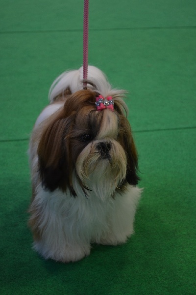 Isadora du domaine des Varennes - TRES PROMETTEUR