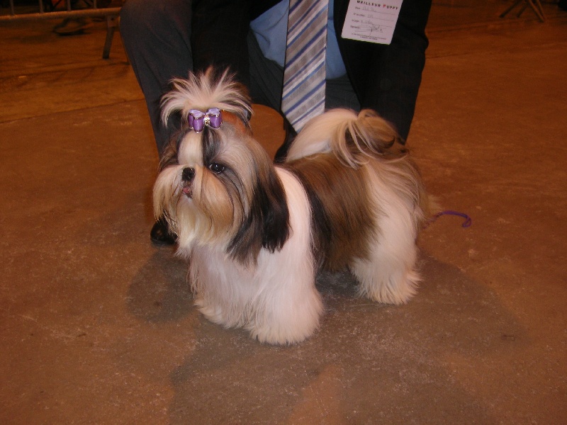 Fidji play-boy du domaine des Varennes - 1ER TRES PROMETTEUR(classe puppy)