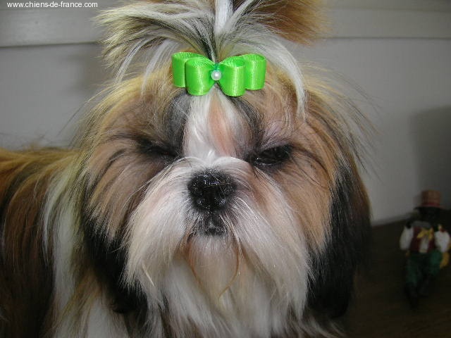 Cypris(fleur de karité) du domaine des Varennes - TRES PROMETTEUR(cl.puppy)