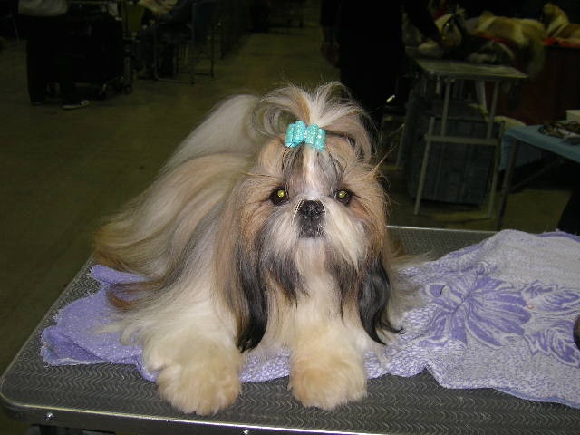 Cypris(fleur de karité) du domaine des Varennes - 3 eme EXCELLENT (3éme cl.jeune)