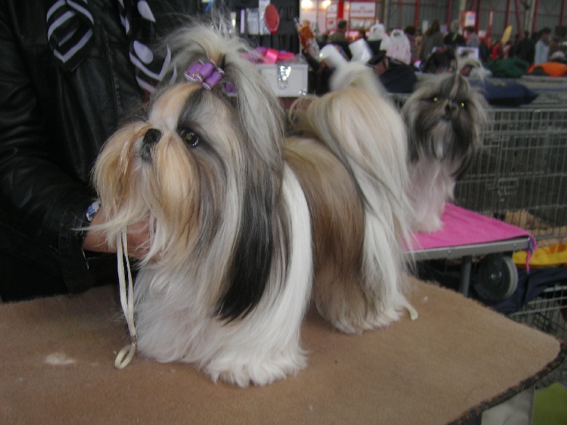 Fidji play-boy du domaine des Varennes - 2 éme EXCELLENT (classe jeune)