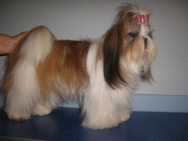 Cypris(fleur de karité) du domaine des Varennes - 4 éme excellent (cl.intermédiaire)