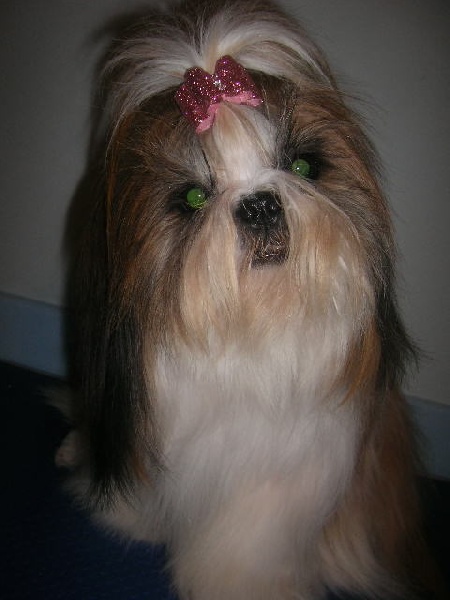 Cypris(fleur de karité) du domaine des Varennes - 1er EXCELLENT(MEILLEUR JEUNE)