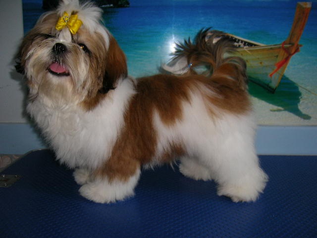 Enjoy du domaine des Varennes - Trés Prometteur (classe puppy)