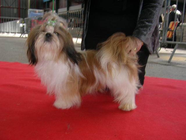 Enjoy du domaine des Varennes - 1ER EXCELLENT (classe Jeune)