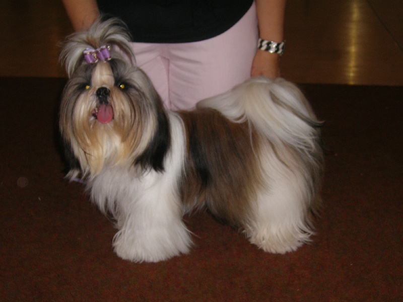 Fidji play-boy du domaine des Varennes - 3 éme EXCELLENT (classe jeune)