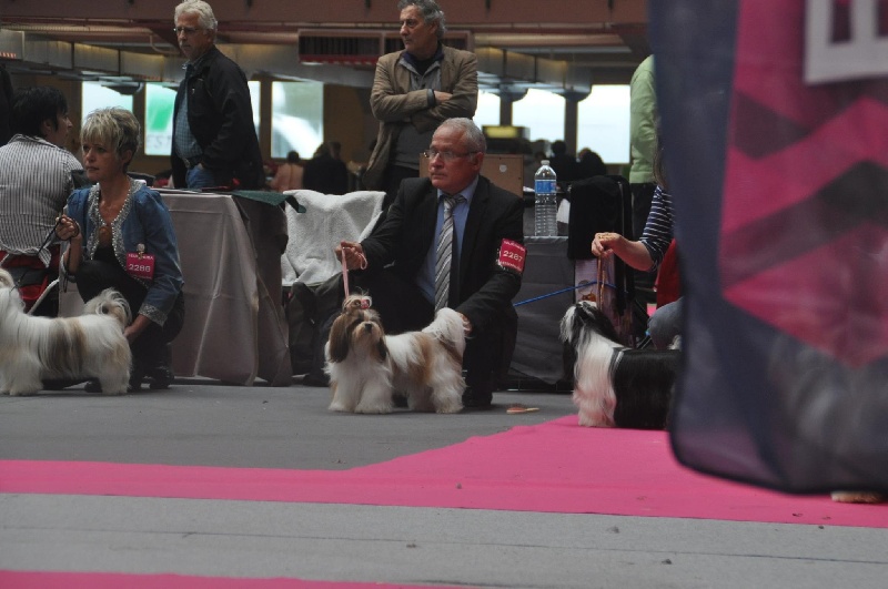 Isadora du domaine des Varennes - EXCELLENT (classe jeune)