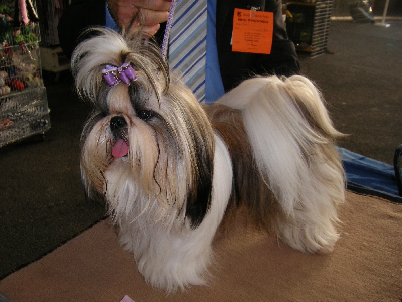 Fidji play-boy du domaine des Varennes - 1er EXCELLENT-MEILLEUR JEUNE