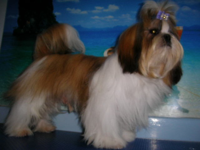 Enjoy du domaine des Varennes - 1 er TRES PROMETTEUR(classe puppy)