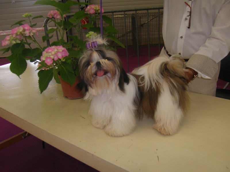 Fidji play-boy du domaine des Varennes - 1er TRES PROMETTEUR (classe puppy)