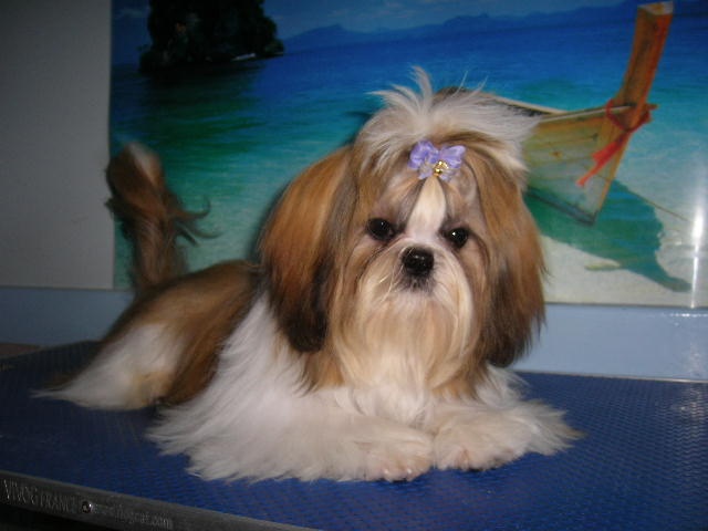 Enjoy du domaine des Varennes - 1ER TRES PROMETTEUR (classe puppy)