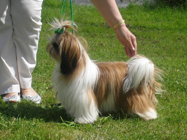 Cypris(fleur de karité) du domaine des Varennes - 1 er EXCELLENT C.A.C.S. (classe intermédiaire)