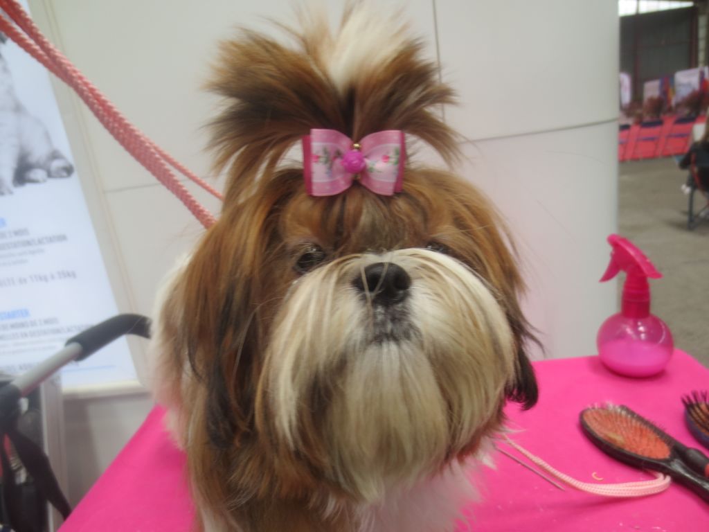 Sheherazade du domaine des Varennes - PROMETTEUR