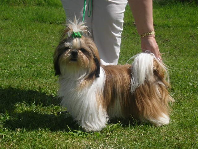 Cypris(fleur de karité) du domaine des Varennes - 2 EME EXCELLENT(cl.jeune)