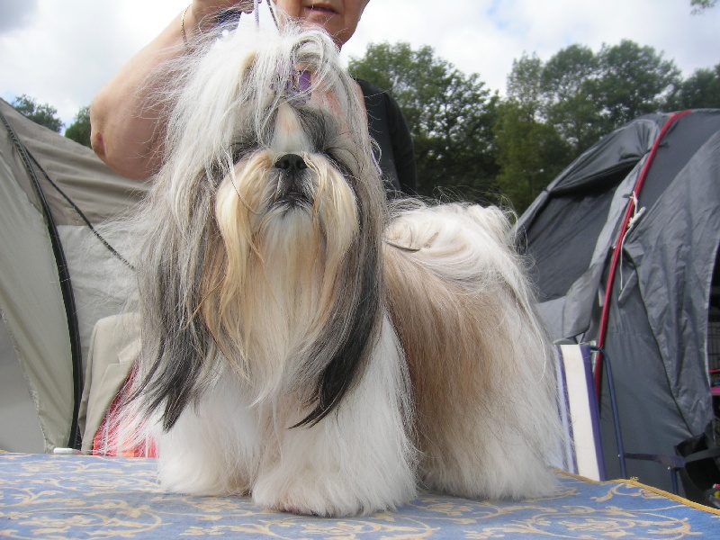 Fidji play-boy du domaine des Varennes - 3éme EXCELLENT(classe intermédiaire)