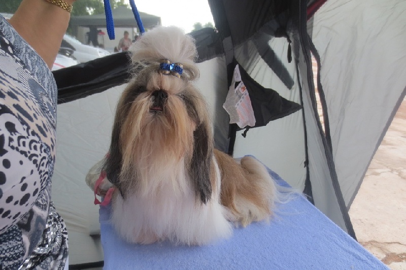 Fidji play-boy du domaine des Varennes - 2 éme EXCELLENT