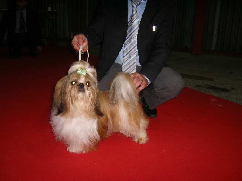 Enjoy du domaine des Varennes - 1er EXCELLENT+C.A.C.S.+C.A.C.I.B.+MEILLEUR DE RACE (B.O.B.)