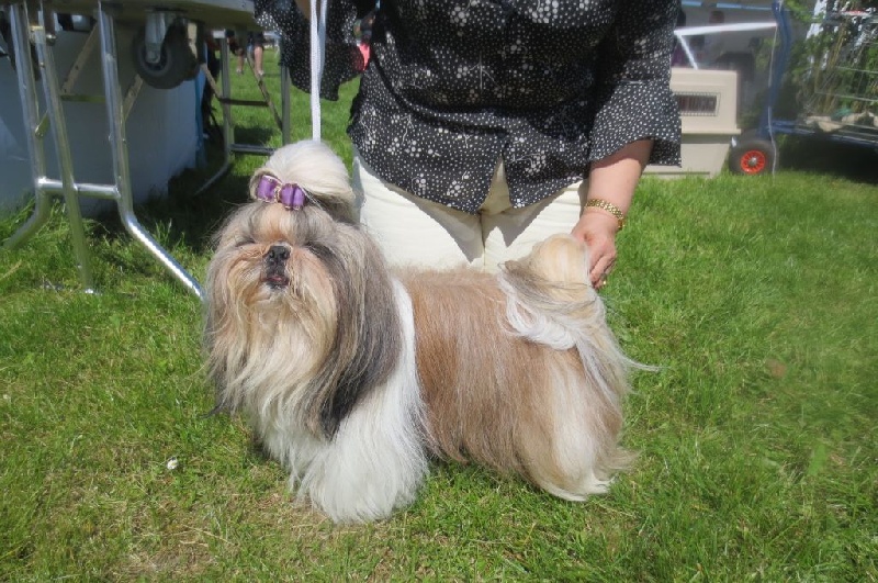 Fidji play-boy du domaine des Varennes - 2 éme EXCELLENT +R.C.A.C.S.