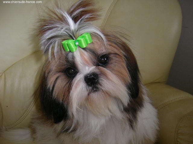 Cypris(fleur de karité) du domaine des Varennes - Trés Prometteur(cl.puppy)