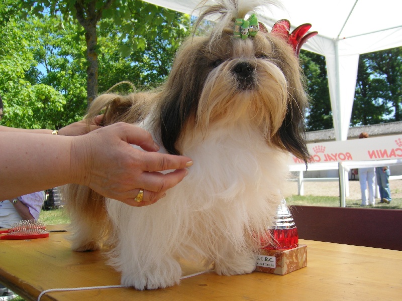 Enjoy du domaine des Varennes - 1 er EXCELLENT(classe jeune) MEILLEUR DE RACE