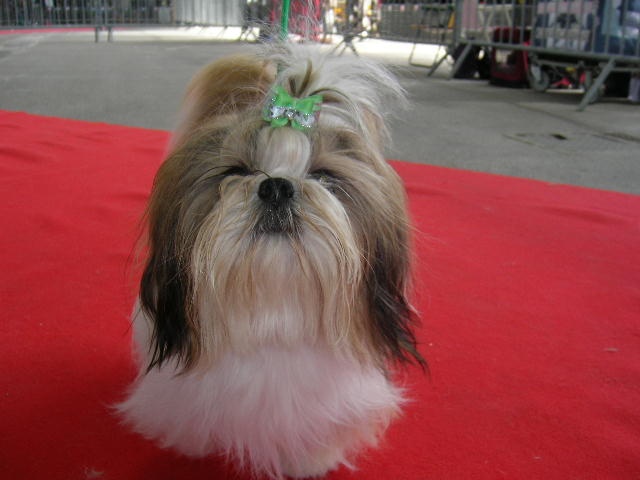 Enjoy du domaine des Varennes - 1er EXCELLENT (Classe JEUNE)