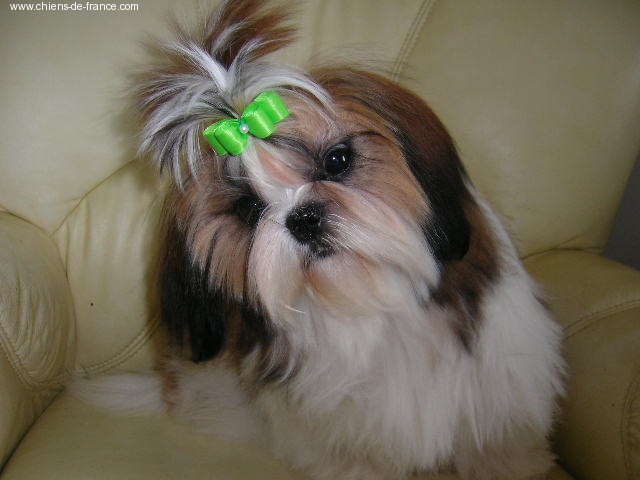 Cypris(fleur de karité) du domaine des Varennes - TRES PROMETTEUR