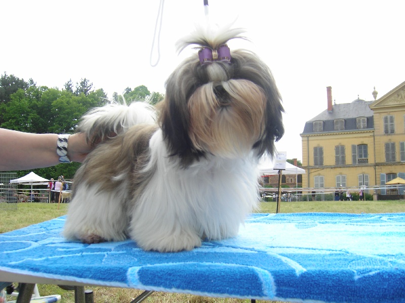 Fidji play-boy du domaine des Varennes - TRES PROMETTEUR(classe Puppy)