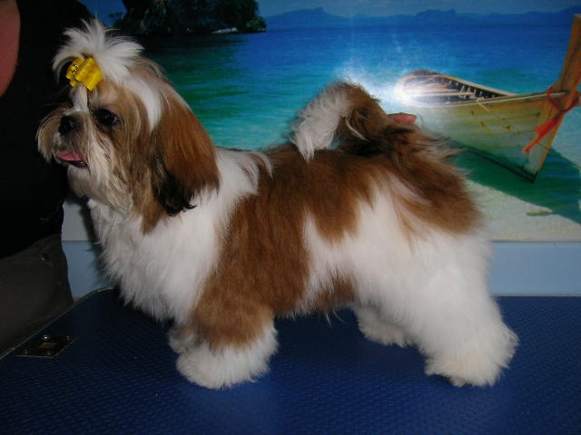 Enjoy du domaine des Varennes - TRES PROMETTEUR(cl.puppy)