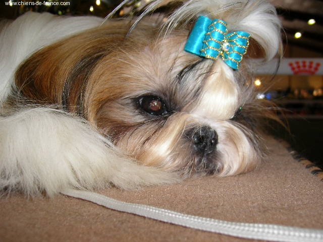 Cypris(fleur de karité) du domaine des Varennes - TRES PROMETTEUR(cl.puppy)