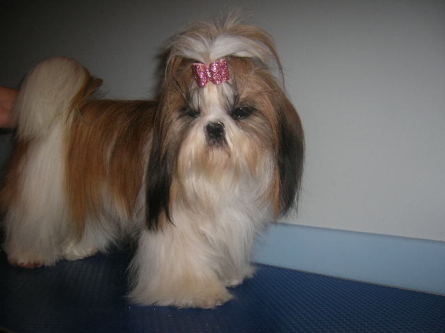 Cypris(fleur de karité) du domaine des Varennes - 3éme EXCELLENT (classe intermédiaire)