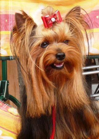 Noémilie's Boston my first - Excellent