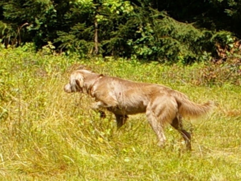 TR. CH. Bouxy dit bouskho-brennus des Gris de Pauline - 4ème Très Bon, 14 Points
