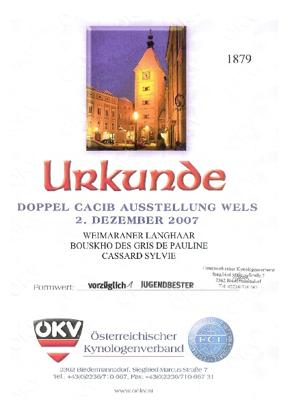 TR. CH. Bouxy dit bouskho-brennus des Gris de Pauline - Excellent 1, Meilleur Jeune