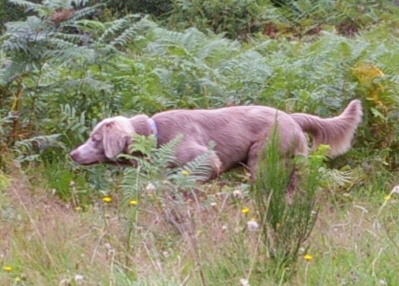 TR. CH. Bouxy dit bouskho-brennus des Gris de Pauline - 1er Excellent