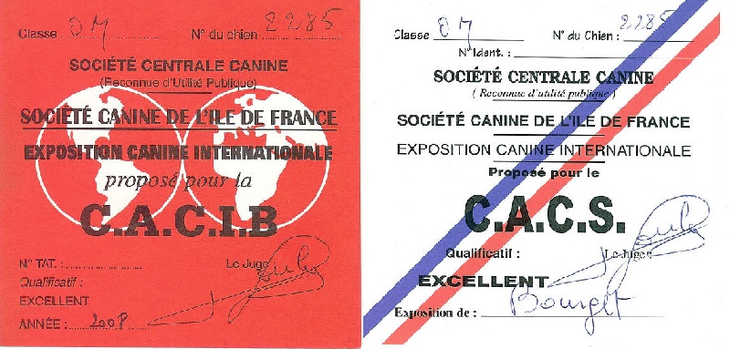 TR. CH. Bouxy dit bouskho-brennus des Gris de Pauline - Excellent 1, CACS, CACIB, Meilleur Mâle