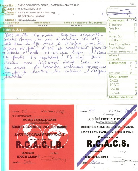 TR. CH. Bouxy dit bouskho-brennus des Gris de Pauline - Excellent 1, RCACS, RCACIB