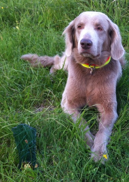 TR. CH. Arko Von der Vilsaue - Excellent 2ème. Note: 25/30 en 42 sec