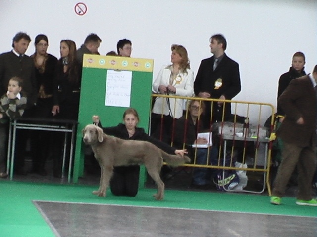 TR. CH. Arko Von der Vilsaue - 1er Rang +12 points et Vainqueur du Barrage +5 points=+17 points.Total 61 points