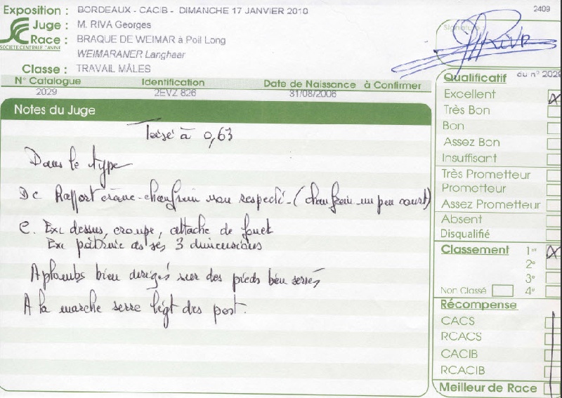 TR. CH. Bouxy dit bouskho-brennus des Gris de Pauline - Excellent 1